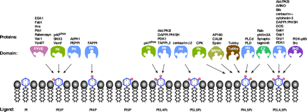   Figure 2.  