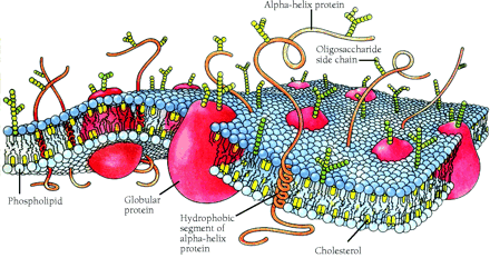   Figure 2.  