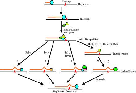   Figure 2.  