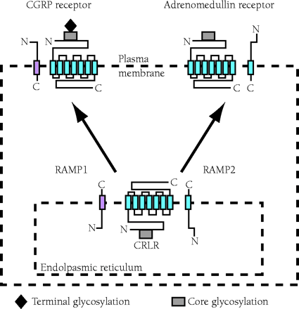   Figure 1.  