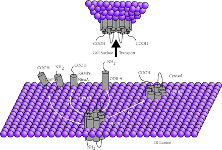   Figure 2.  