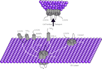   Figure 2.  