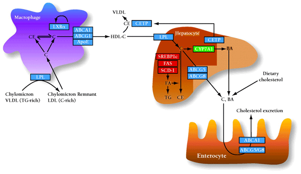   Figure 3.  