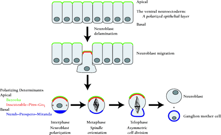   Figure 7.  