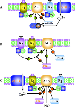   Figure 2.  