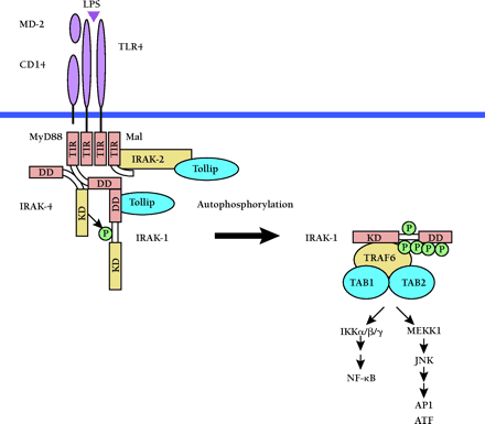   Figure 1.  