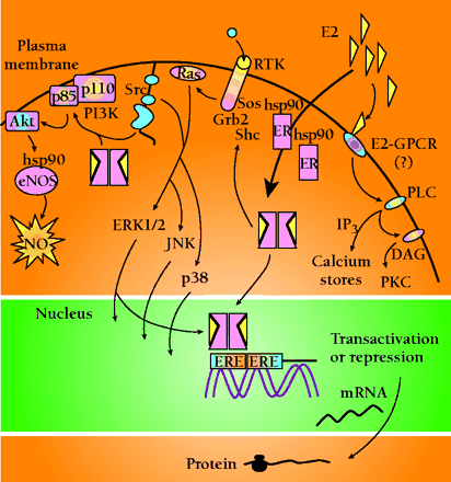   Figure 2.  