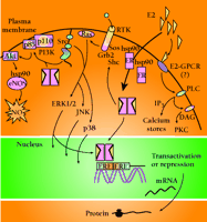   Figure 2.  