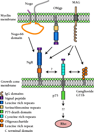   Figure 2.  