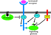   Figure 2.  