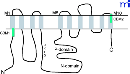   Figure 1.  