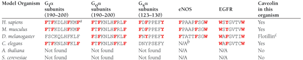 Table 2. Caveolin-Binding Motifs (CBMs) in Gα Subunits, Endothelial Nitric-Oxide Synthase (eNOS) and EGFR