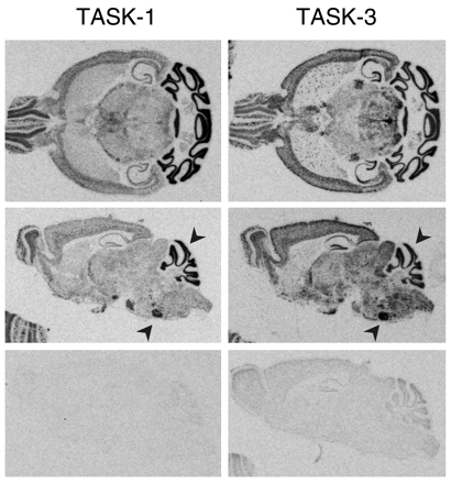   Figure 2.  