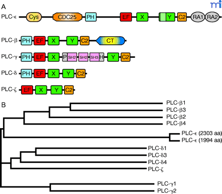   Figure 2.  