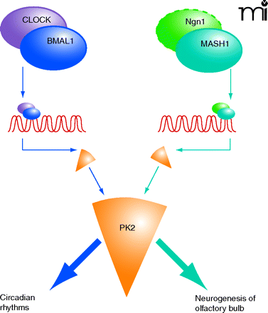   Figure 3. 