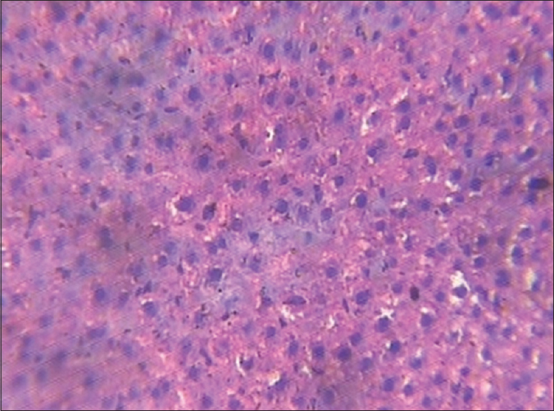 Figure 3: Liver (control group)