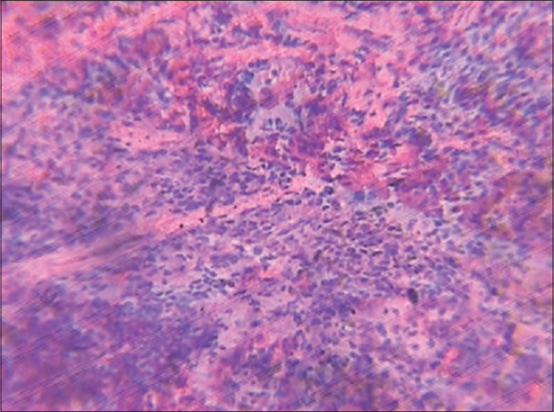 Figure 5: Spleen (control group)